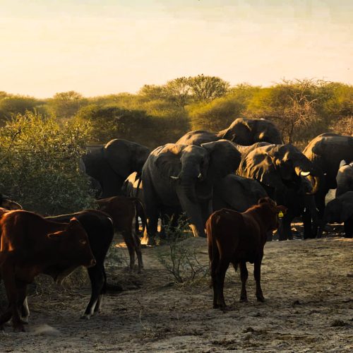 Elephants & Cows_Botswana