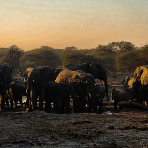 Herd of Elephants, Tsodilo, Botswana