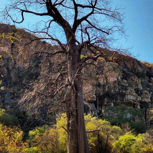 Majestic Baobab Tree, Tsodilo Hills Botswana