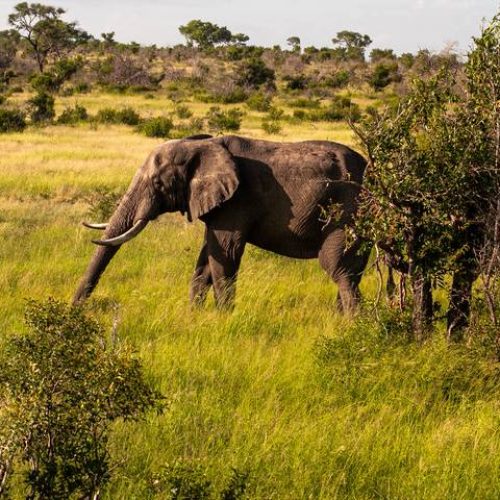Great Elephant, Kruger National Park