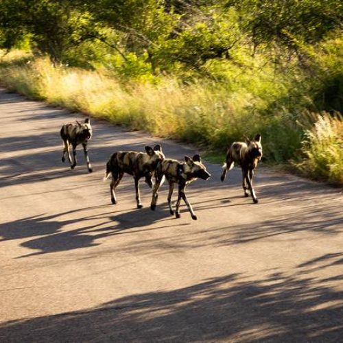 Wild Dogs, Kruger National Park RSA