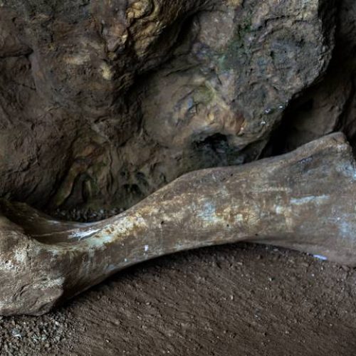 Elephant Bone, Sudwala Caves Mpumalanga RSA