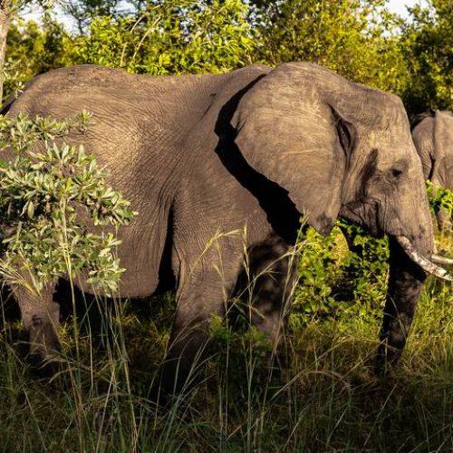 Great She-Elephant Kruger National Park RSA